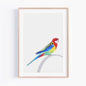 Impresión de rosella oriental australiana, arte de pared de kākā uhi whero, pájaro platycercus eximius, impresión de arte de loro, póster de arte australiano, decoración del hogar kiwi