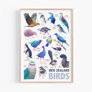 Neuseeland Poster | Vögel Neuseelands | Neuseeland Vögel | Neuseeland Poster | Neuseeland Kunst | Neuseeland Wildtiere | Tui Druck