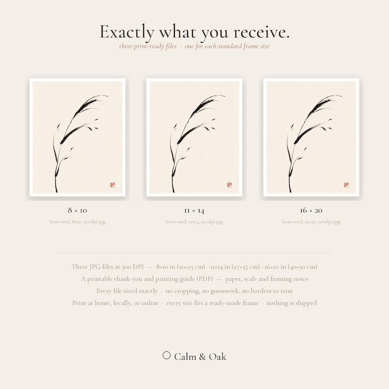 May include: Three digital art prints featuring a black ink drawing of a bent reed on a cream background. The text reads Exactly what you receive, 8x10, 11x14, 16x20, and Calm & Oak. Includes three JPG files at 300 DPI in 20x25 cm, 27x35 cm, and 40x50 cm.