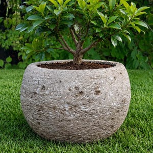 May include: A round, textured, light gray stone planter with a rough, weathered surface finish. The planter contains a small, leafy green shrub with a woody stem, filled with dark brown soil visible at the top of the container.