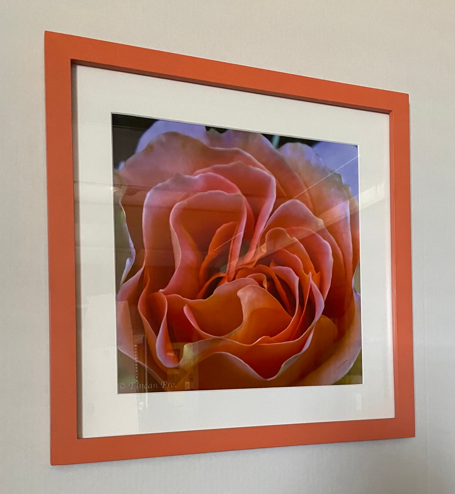 Floral Photographs Framed and Matted Etsy Australia