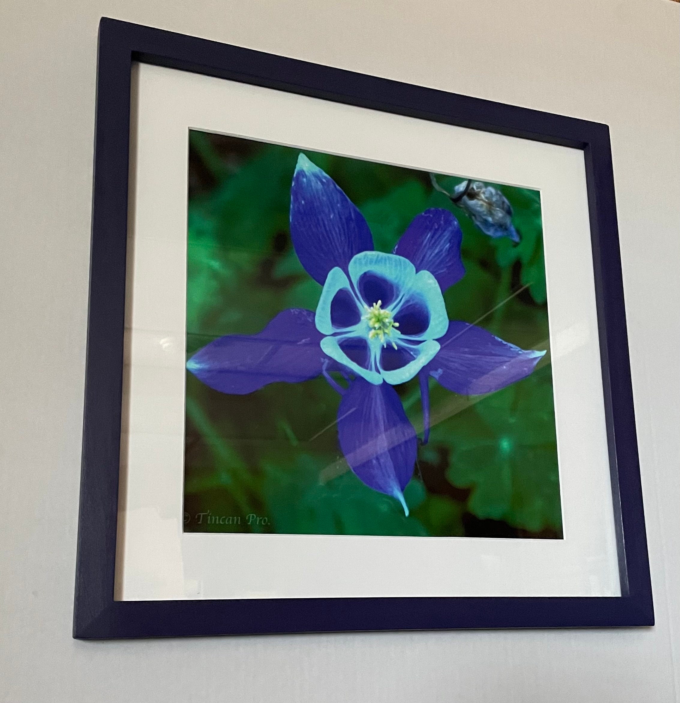 Floral Photographs Framed and Matted Etsy Australia