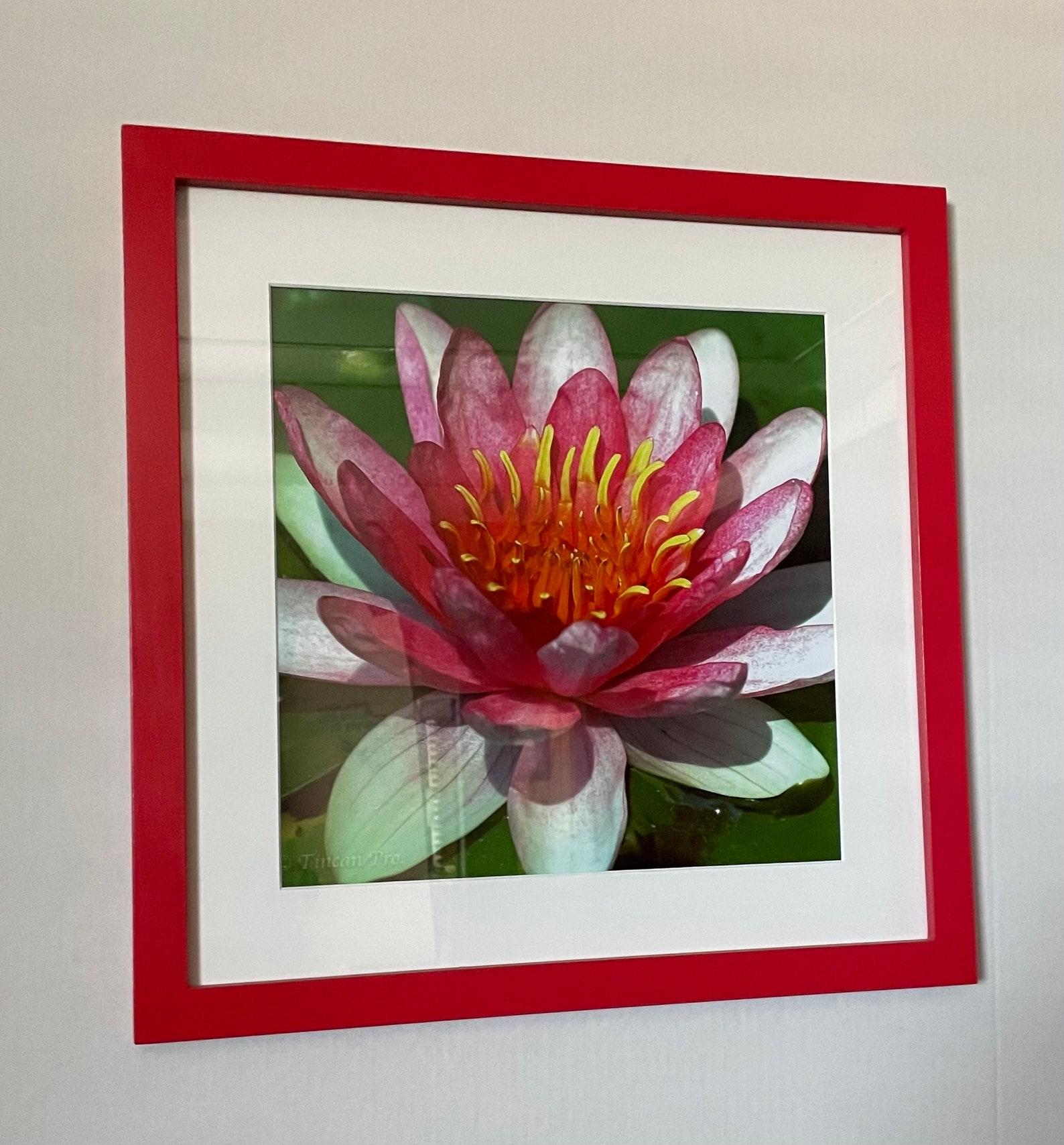 Floral Photographs Framed and Matted Etsy Australia