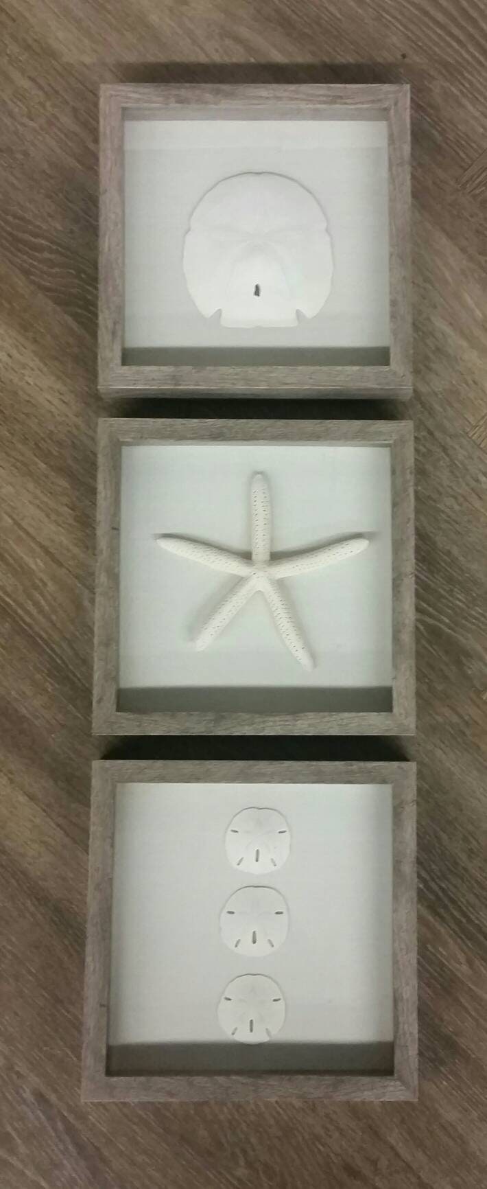 Set of Three Frames Sand dollars and Starfish Mounted on Linen