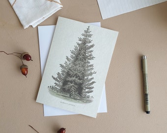 Norway Spruce Blank Card, Pine Tree, Greetings Card, Blank card