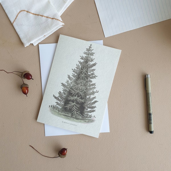 Norway Spruce Blank Card, Pine Tree, Greetings Card, Blank card