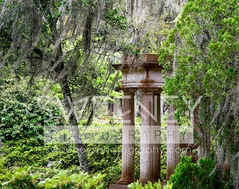 Savannah Moss garden photograph