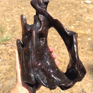 May include: A dark brown piece of driftwood with a polished, glossy finish. The wood features an irregular, organic shape with a prominent central opening, textured ridges, and deep grooves throughout its surface, showcasing natural wood grain.