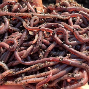 May include: A dense cluster of live earthworms with segmented, reddish-brown bodies. The worms are intertwined, showing a moist, smooth texture with small particles of dark soil clinging to their surfaces, creating a complex, organic mass.