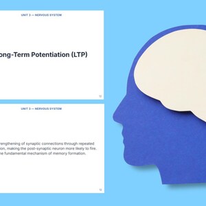Può includere: Due schede educative rettangolari bianche con testo blu che recita Unit 3 - Nervous System e Long-Term Potentiation (LTP) accanto a una definizione di connessioni sinaptiche, abbinate a una sagoma di carta blu di una testa con un cervello color crema.