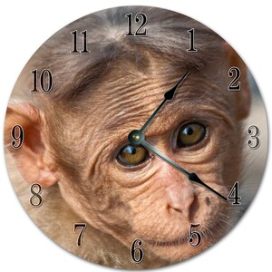 May include: Round wall clock featuring a close-up of a monkey's face. The clock face has black numerals and black clock hands. The monkey's face is light brown with detailed wrinkles and large, brown eyes. A unique decorative piece.