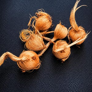 May include: A cluster of six light brown, fibrous plant bulbs with thin, dry, hair-like roots extending from the tops. The bulbs have a textured, papery outer layer and are arranged in a loose group, showing varying shapes and sizes of organic matter.