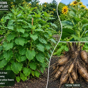 Yacon Plant - Etsy