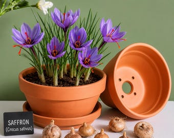 Saffron Gift Set – 6 Live Saffron Crocus Corms with 5” Terracotta Pot, Saucer & Potting Mix | Unique Gardening Gift