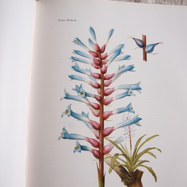 BROMELIACEAE ANDREANAE  by E F Andre numbered edition bromeliad book 15/600 Explorations in Columbia, Ecuador & Venezuela Big Bridge Press