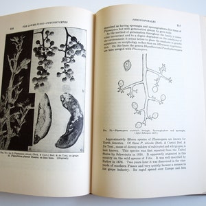 Fungi book The Lower Fungi Phycomycetes Harry M Fitzpatrick 1st edition McGraw-Hill 1930 rare vintage 30s book on fungi Botanical Sciences image 7