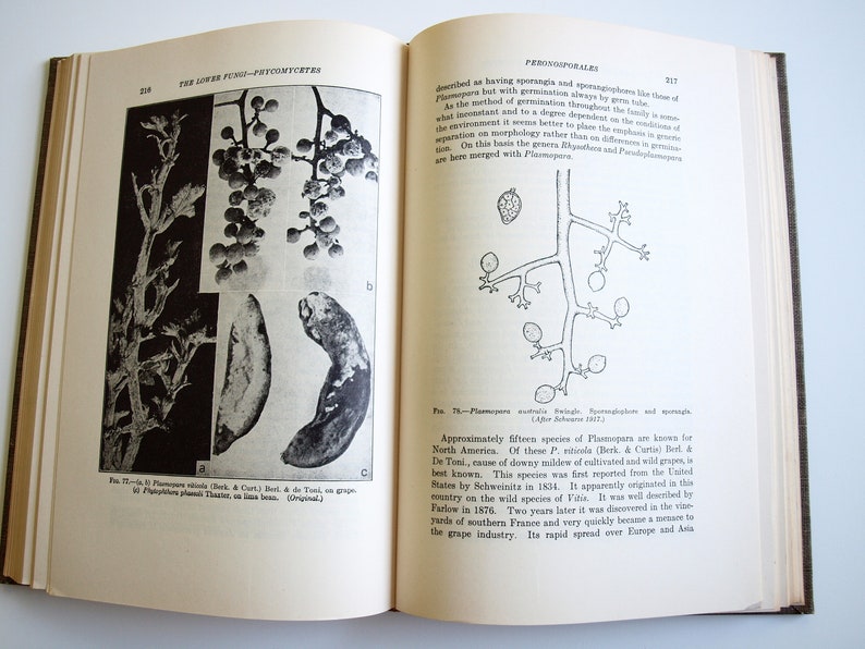 Fungi book The Lower Fungi Phycomycetes Harry M Fitzpatrick 1st edition McGraw-Hill 1930 rare vintage 30s book on fungi Botanical Sciences image 7