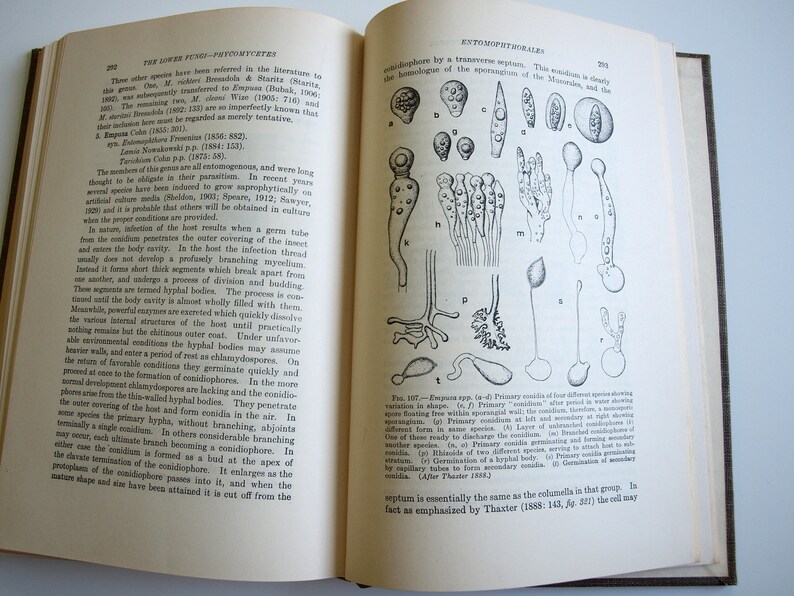 Fungi book The Lower Fungi Phycomycetes Harry M Fitzpatrick 1st edition McGraw-Hill 1930 rare vintage 30s book on fungi Botanical Sciences image 5