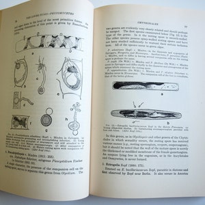 Fungi book The Lower Fungi Phycomycetes Harry M Fitzpatrick 1st edition McGraw-Hill 1930 rare vintage 30s book on fungi Botanical Sciences image 9