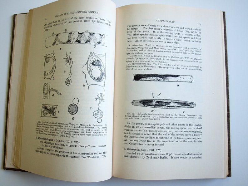 Fungi book The Lower Fungi Phycomycetes Harry M Fitzpatrick 1st edition McGraw-Hill 1930 rare vintage 30s book on fungi Botanical Sciences image 9