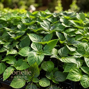 May include: A dense cluster of vibrant green pepper seedlings growing in a black plastic nursery tray. The leaves are broad, smooth, and glossy with visible veins. The text Florielle GARDEN is printed in a light tan color in the lower left corner.