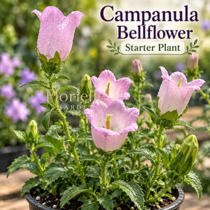 May include: A Campanula Bellflower starter plant in a black pot with light pink, bell-shaped flowers and green leaves. The petals have visible water droplets. The text "Campanula Bellflower Starter Plant" and "Florielle Garden" are visible.
