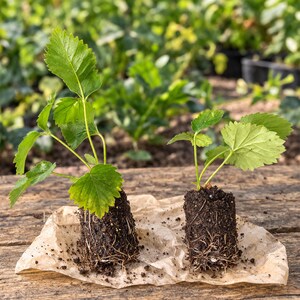 May include: Two strawberry plant starts with green serrated leaves and exposed root balls encased in dark potting soil, resting on a piece of light brown parchment paper. The plants feature multiple stems and vibrant foliage.