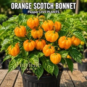 May include: A potted orange Scotch Bonnet pepper plant with vibrant, lobed orange peppers and lush green leaves. The text ORANGE SCOTCH BONNET Pepper LIVE PLANTS and Florielle GARDEN is visible on the image of this healthy plant.