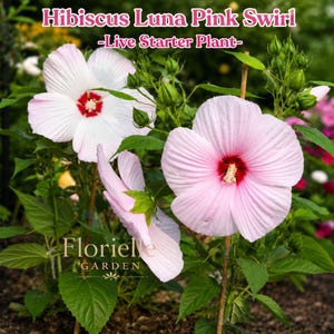 May include: Hibiscus Luna Pink Swirl live starter plant with large, pale pink flowers featuring deep red centers, green foliage, and unopened buds. The text Hibiscus Luna Pink Swirl -Live Starter Plant- and Florielle GARDEN is visible.