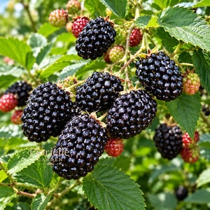 1 & 5 Prime-Ark Freedom Blackberry Live Starter Plant, Thornless Blackberry, Rubus, Bare Root