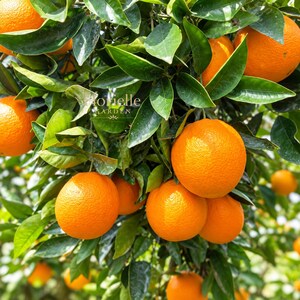 4 Ruby Valencia Sweet Orange Tree Cuttings, Bud Sticks for Grafting,