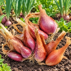 May include: A cluster of harvested shallots with papery, copper-colored outer skins and elongated, bulbous shapes. The shallots feature visible root ends and dry, fibrous stems, resting on dark, textured soil with green onion stalks in the background.