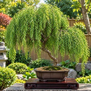 May include: A weeping willow bonsai tree with long, slender, vibrant green leaves cascading from a textured, curved brown trunk. The tree is planted in a dark brown, octagonal ceramic pot filled with soil and moss, resting on a dark wooden stand.