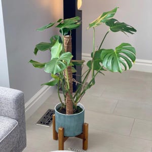 May include: A Monstera deliciosa plant with large, split green leaves supported by a central brown coir moss pole. The plant is potted in a textured teal ceramic container, which rests on a four-legged wooden stand with a natural finish.