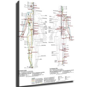 Könnte beinhalten: Ein medizinisches Wandplakat mit Vorder- und Rückansicht des menschlichen Körpers, detaillierten Akupunktur-Meridianlinien, anatomischen Muskelbeschriftungen und farbcodierten Pfaden, ergänzt durch eine Legende und erklärende Texte.