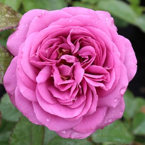 Puede incluir: Una rosa malva en plena floración con muchos pétalos superpuestos y apretados. La flor muestra un tono púrpura rosáceo intenso y presenta pequeñas gotas de agua transparentes dispersas por la superficie de los pétalos, con hojas verdes visibles.