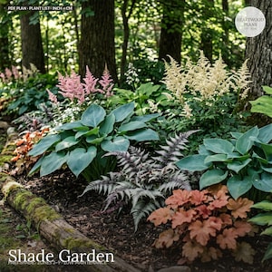 May include: A garden scene featuring pink and cream astilbe plumes, broad blue-green hosta leaves, a silver-toned fern, and copper-colored heuchera foliage. The text reads: PDF PLAN - PLANT LIST - INCH + CM, HEARTWOOD PLANS, Shade Garden.