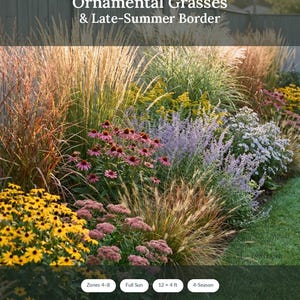 Pode incluir: Um plano de design de jardim intitulado Ornamental Grasses & Late-Summer Border com ervas altas, equináceas cor-de-rosa, rudbeckias amarelas e flores roxas. O documento inclui o texto: Zones 4-8, Full Sun, 12 x 4 ft, 4-Season, To-scale planting plan, Instant PDF download.