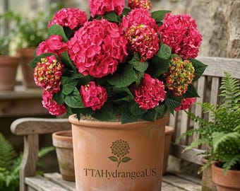 Ruby Bloom Hydrangea - 2 Gallon Live Shrub