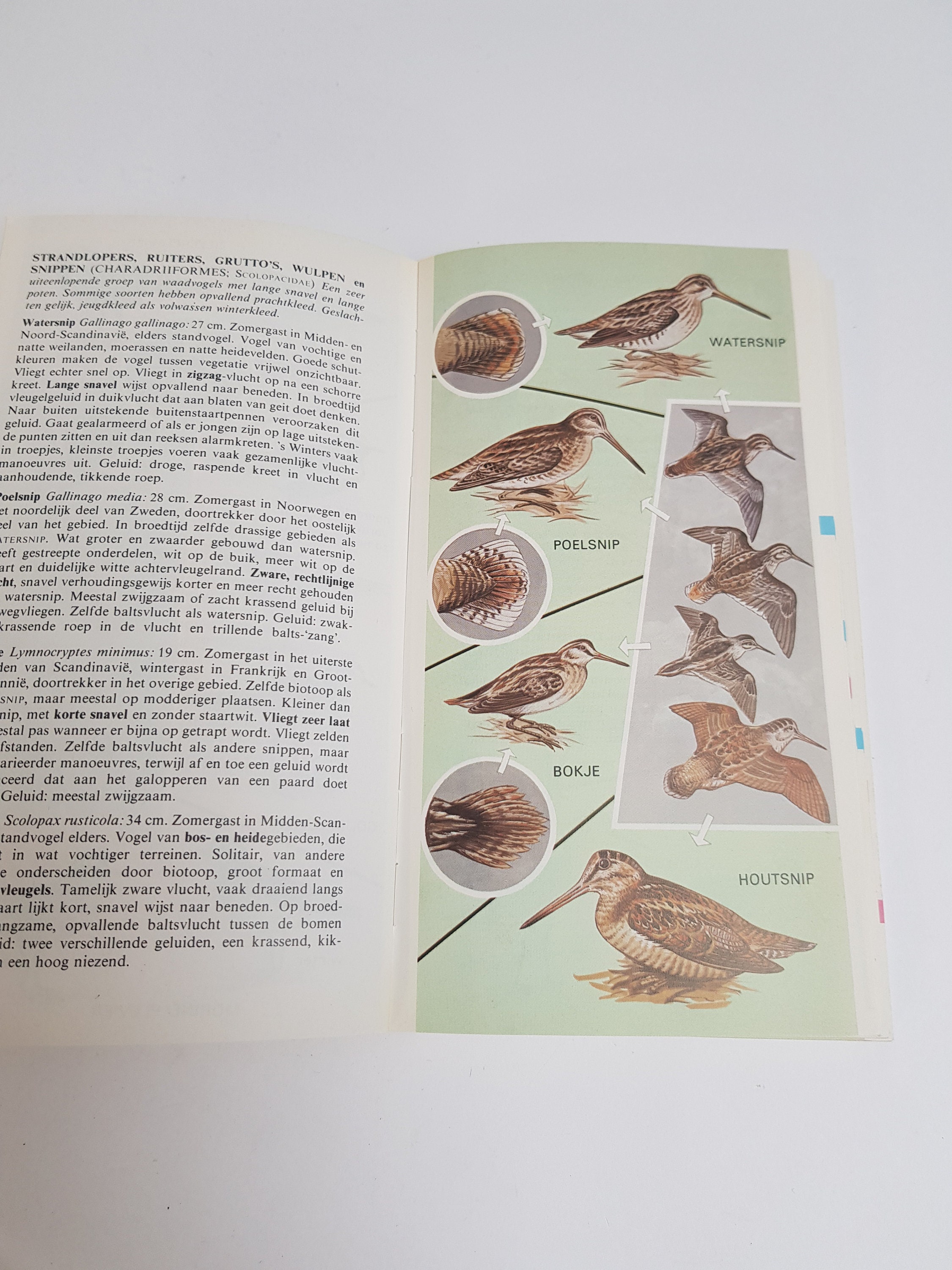 Vintage Illustrated Field Guide Birds 1976 - Etsy