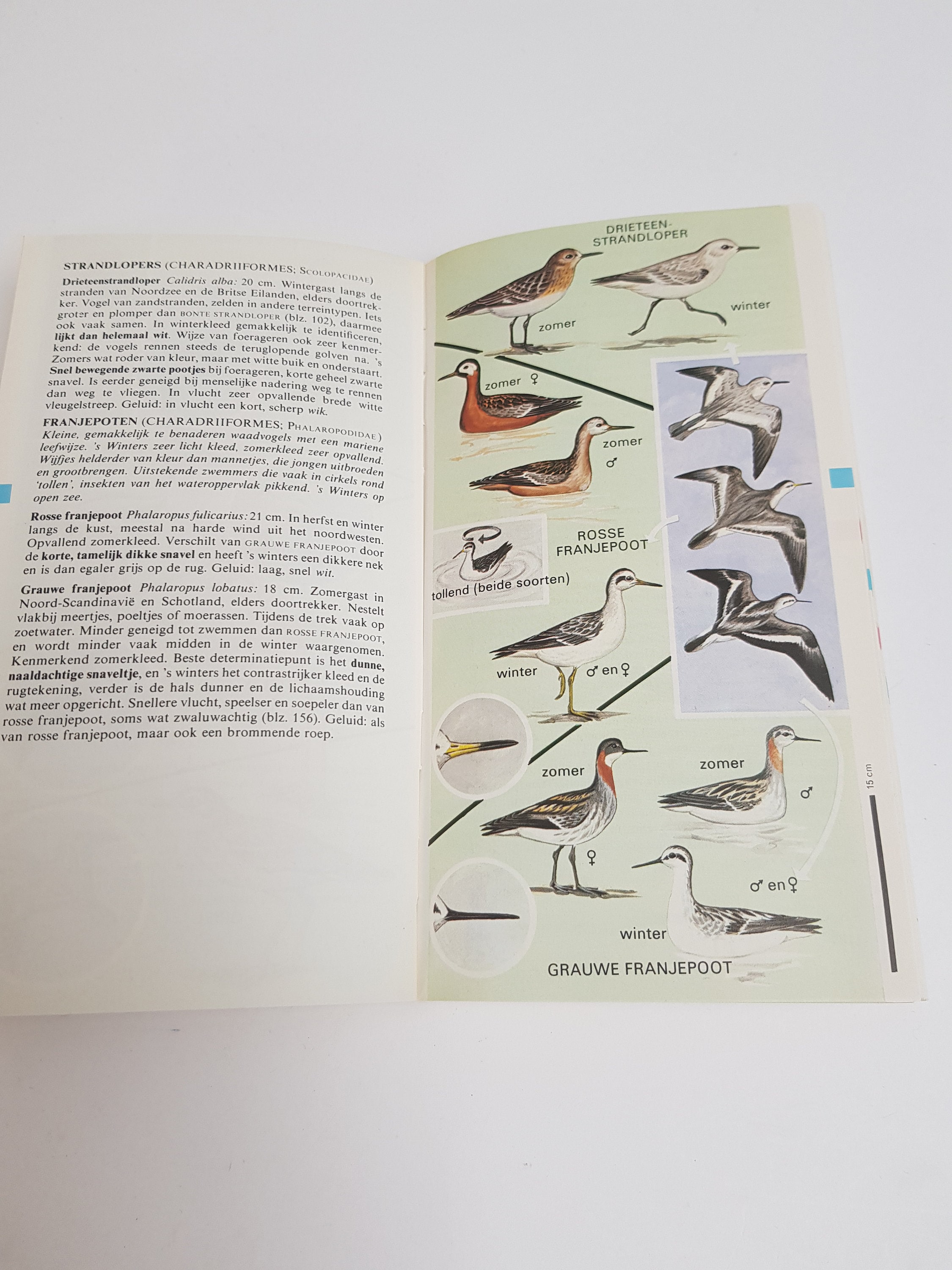Vintage Illustrated Field Guide Birds 1976 - Etsy