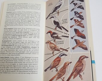 英語版　1976年発行　A closer Look at BIRDS 英語版 1976年発行 A closer Look at BIRDS 英語版 1976年発行 A