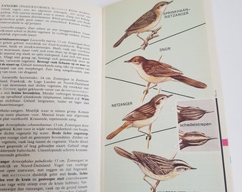 英語版　1976年発行　A closer Look at BIRDS 英語版 1976年発行 A closer Look at BIRDS 英語版 1976年発行 A