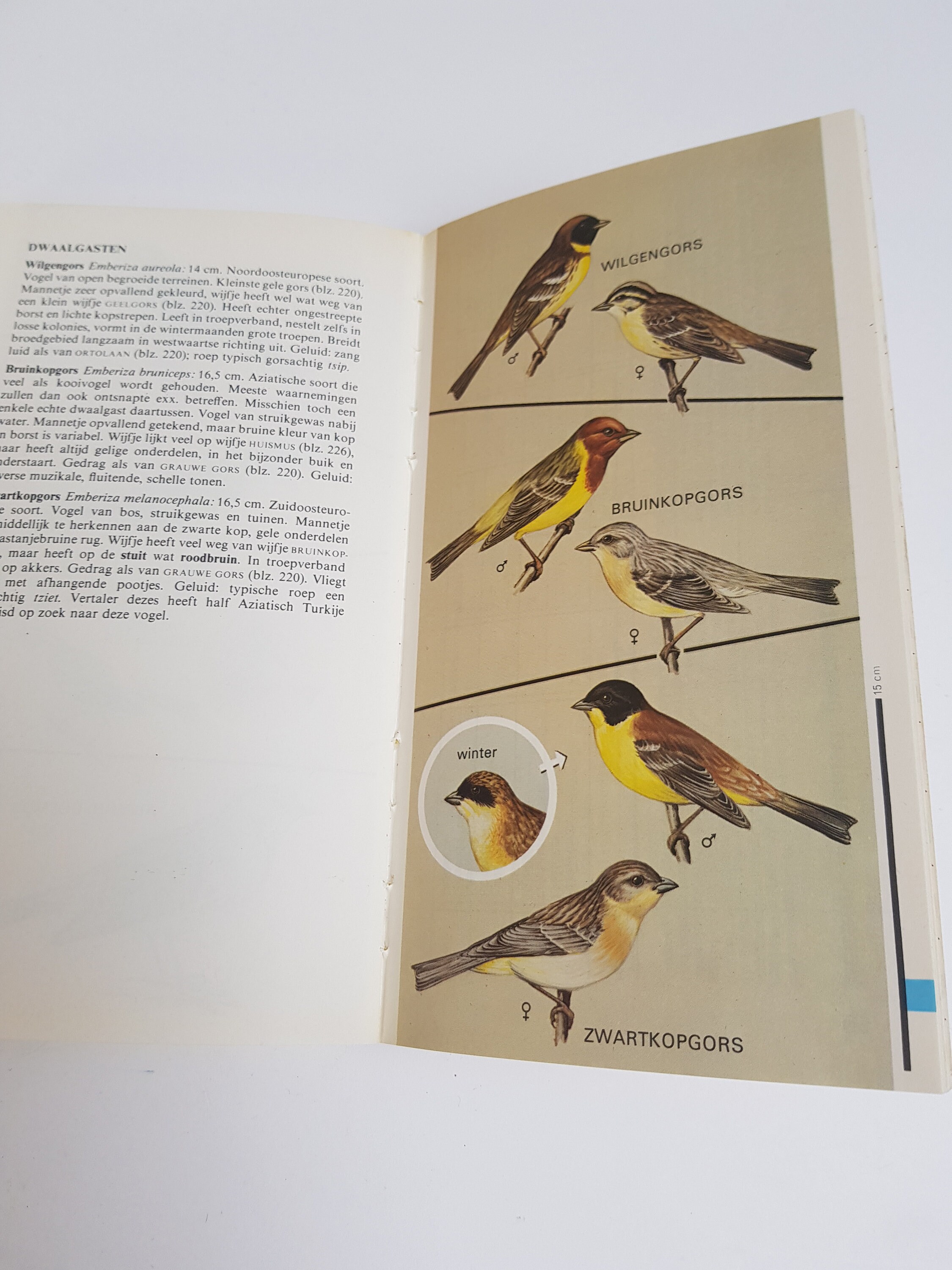英語版　1976年発行　A closer Look at BIRDS 英語版 1976年発行 A closer Look at BIRDS 英語版 1976年発行 A