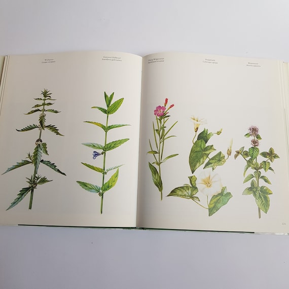 Vintage Wild Plant Illustrated Reference - Etsy
