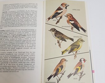 英語版　1976年発行　A closer Look at BIRDS 英語版 1976年発行 A closer Look at BIRDS 英語版 1976年発行 A