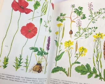 Vintage Dutch floral Guide: Illustrated Botanical Reference Book