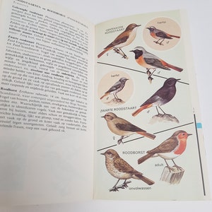 Vintage illustrierter Feldführer Vögel 1976