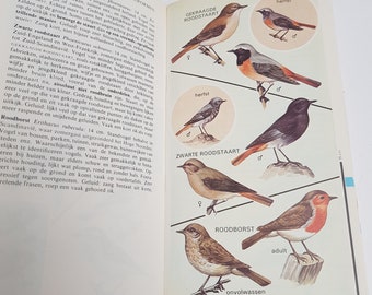 Vintage illustrated field guide Birds 1976