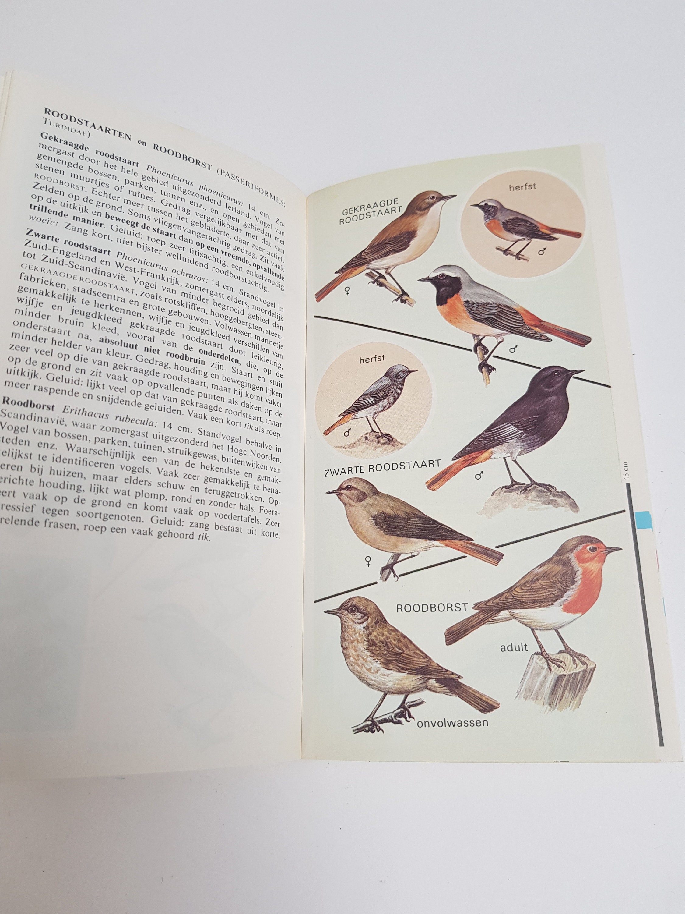 Vintage Illustrated Field Guide Birds 1976 - Etsy